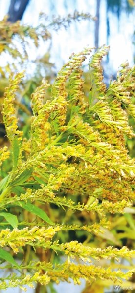 河南多地发现恶魔之花：黄花过处寸草不生休闲区蓝鸢梦想 - Www.slyday.coM