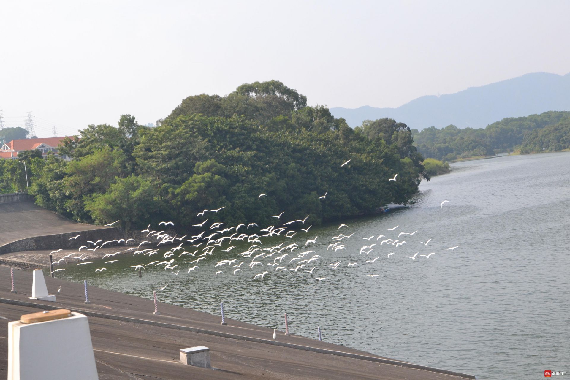 深圳铁岗水库:水清岸绿 候鸟来栖