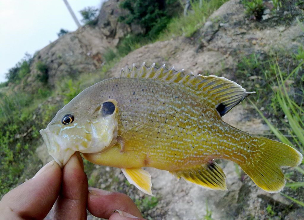 危害严重！见到它请立即上报，河南多地已发现休闲区蓝鸢梦想 - Www.slyday.coM