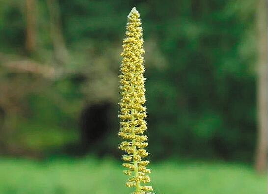 危害严重！见到它请立即上报，河南多地已发现休闲区蓝鸢梦想 - Www.slyday.coM