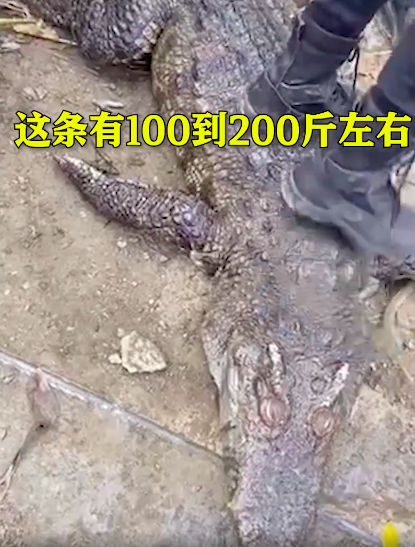 200斤鳄鱼被吓后待水里溺死？养殖场员工：它胆子小，被吓后长时间待水里休闲区蓝鸢梦想 - Www.slyday.coM