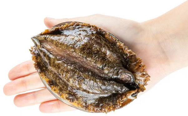 帮助养殖户提供稳定销售渠道，美团买菜“巴掌鲍”30分钟到家休闲区蓝鸢梦想 - Www.slyday.coM