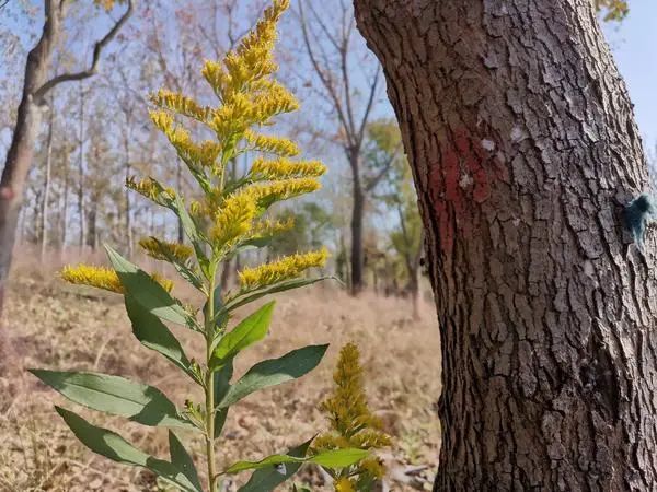 危害严重！见到它请立即上报，河南多地已发现休闲区蓝鸢梦想 - Www.slyday.coM