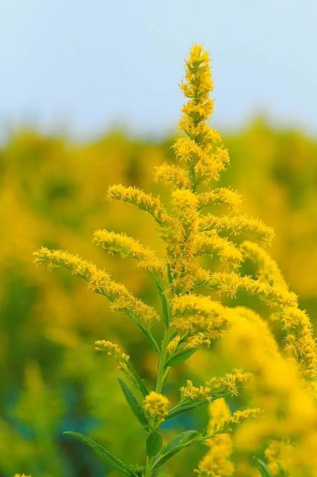 危害严重！见到它请立即上报，河南多地已发现休闲区蓝鸢梦想 - Www.slyday.coM