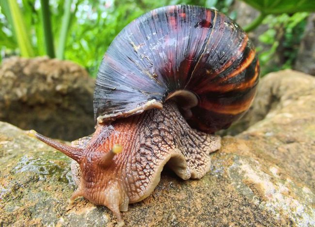危害严重！见到它请立即上报，河南多地已发现休闲区蓝鸢梦想 - Www.slyday.coM