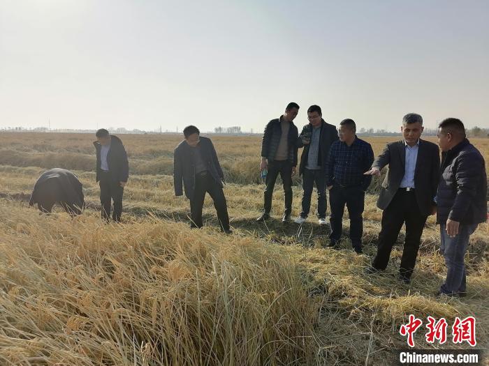 山东临沂市郯城县相关水稻田收割现场。孙杰 摄