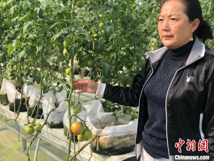 潘晓燕介绍，玻璃温室内种植的蔬菜可以从9月份一直采摘到明年五六月份。刘林 摄