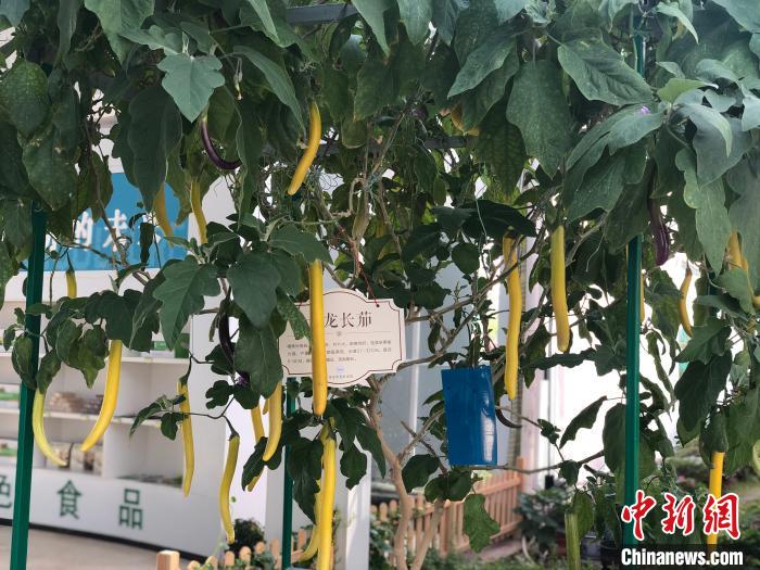“黄金茄子树”不仅可以作为观赏树，结的茄子还可以食用。刘林 摄