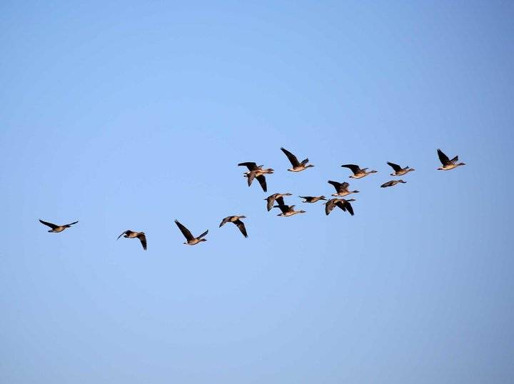 成群的大雁往南飞美丽济南歇歇脚