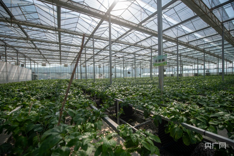 百香果采穗圃(央广网发 吴德军 摄)