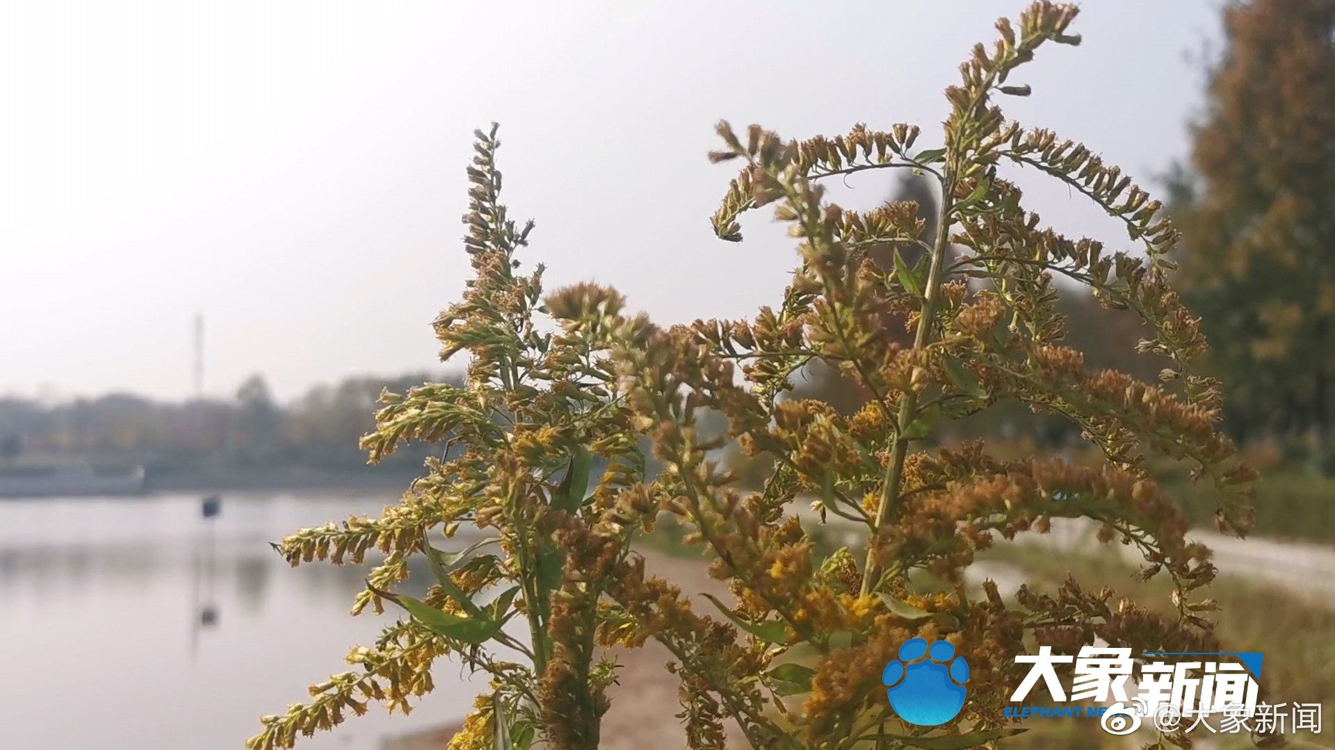 郑州一公园出现“恶魔之花”？官方回应：疑似，已经紧急铲除休闲区蓝鸢梦想 - Www.slyday.coM