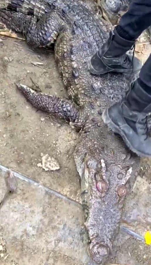 专家回应“200斤鳄鱼被吓后待水里溺死”：健康鳄鱼不会溺水，或因生病所致休闲区蓝鸢梦想 - Www.slyday.coM