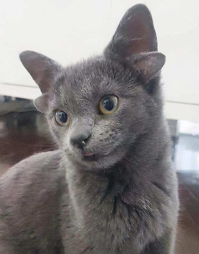 主人也常常在网上分享它的日常照,而每张照片下面都是欢呼声一片,大家