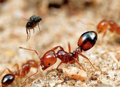 危害严重！见到它请立即上报，河南多地已发现休闲区蓝鸢梦想 - Www.slyday.coM