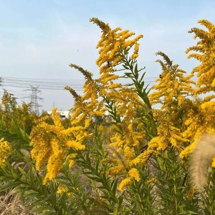 加拿大一枝黄花入侵河南,黄花一开百花谢!为何称为生态杀手?|河南省|植物|种子_新浪新闻