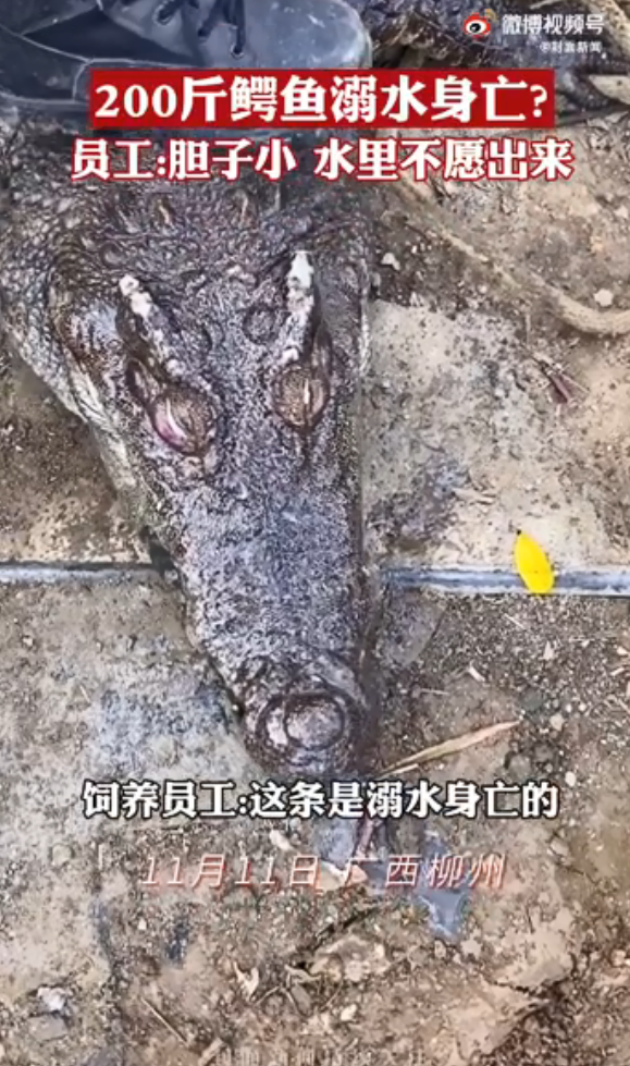 200斤鳄鱼被吓后待水里溺死！养殖人员：它胆子很小休闲区蓝鸢梦想 - Www.slyday.coM