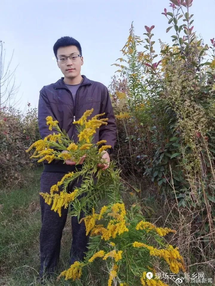 危害严重！见到它请立即上报，河南多地已发现休闲区蓝鸢梦想 - Www.slyday.coM