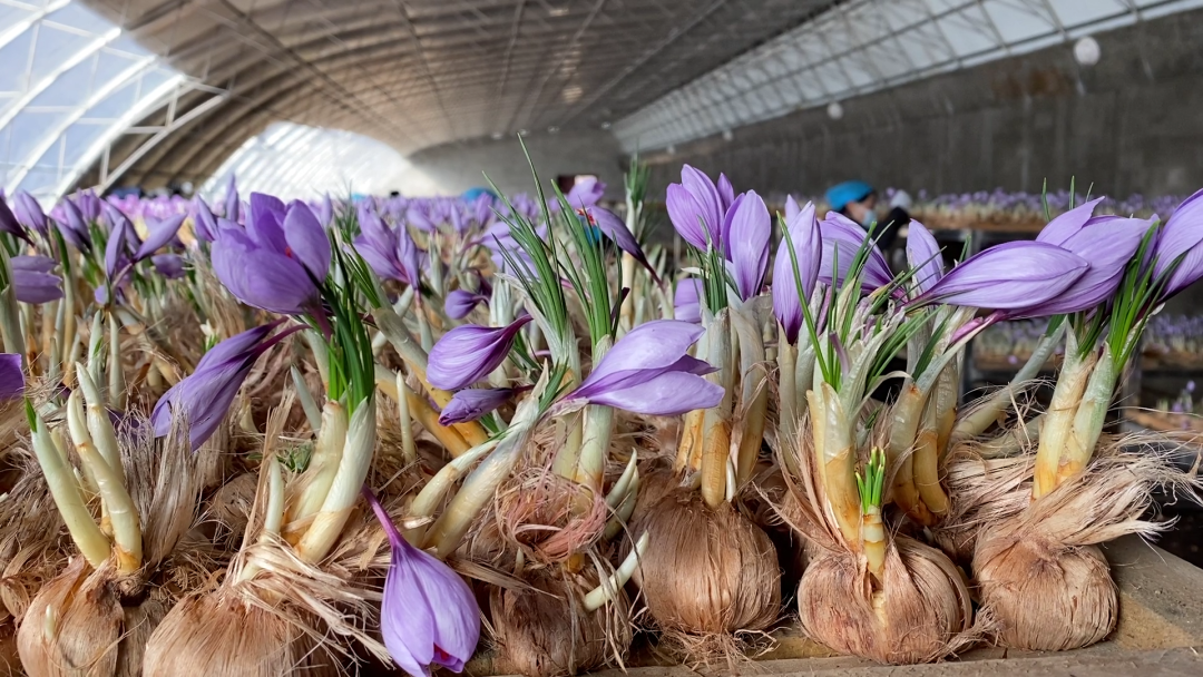 在堆龙净土公司旗下的藏药材种植基地试种藏红花