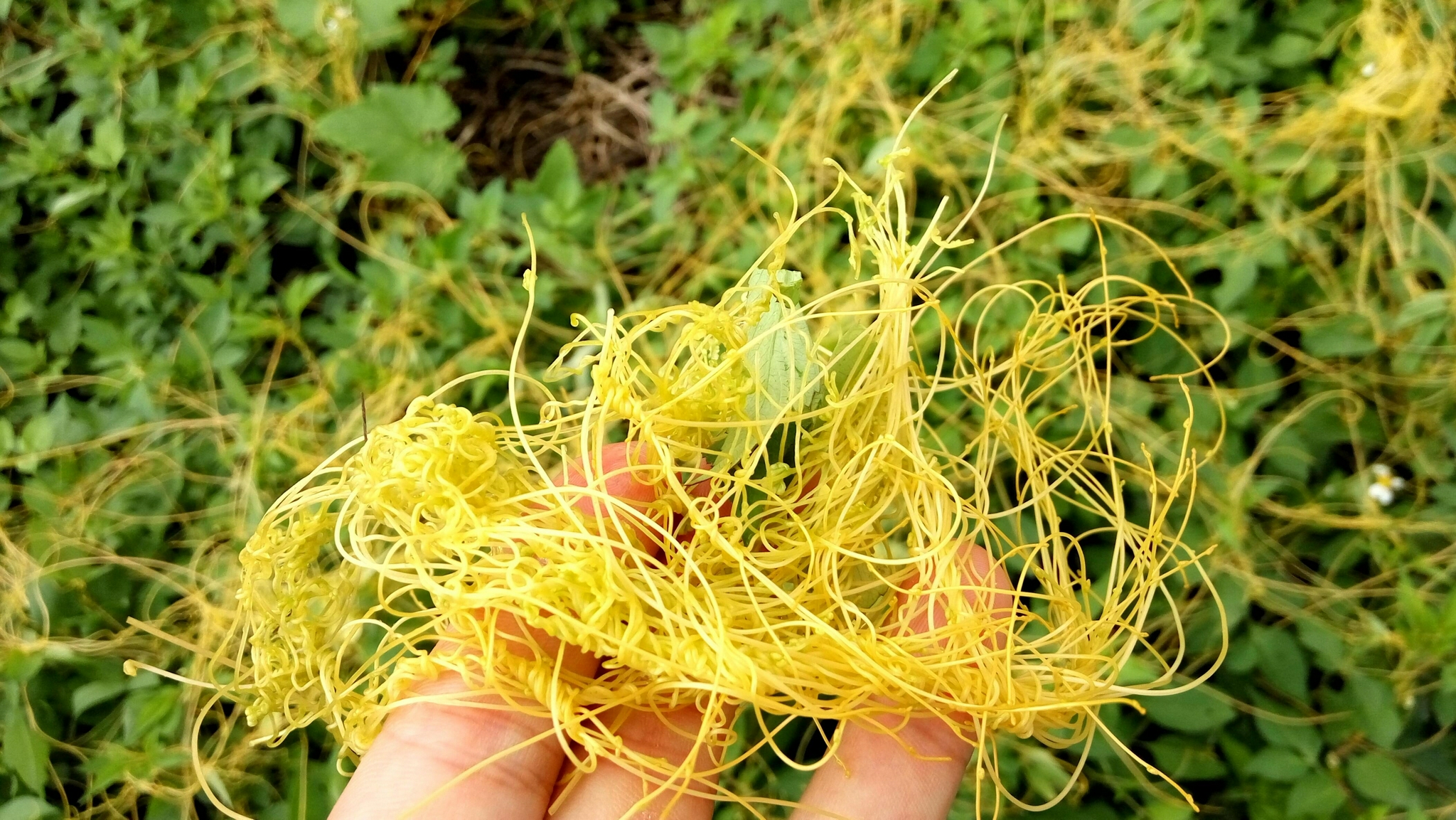 大豆|菟丝子|寄主_新浪新闻