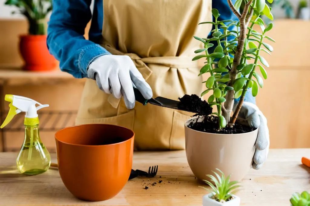 秋季盆栽植物換盆指南挑選盆土和給土殺菌很關鍵別亂折騰