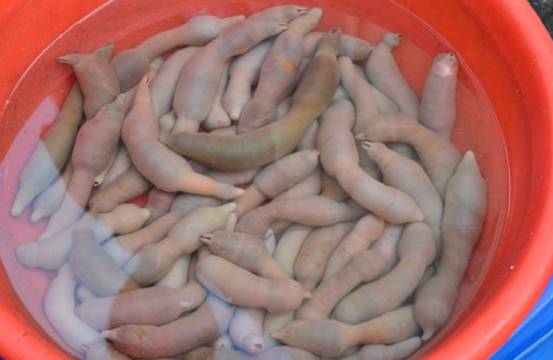 捡完海肠又捡蛏子!烟台海滩大风不断送来“海货”,一晚能赚2万休闲区蓝鸢梦想 - Www.slyday.coM 捡完海肠又捡蛏子!烟台海滩大风不断送来“海货”,一晚能赚2万休闲区蓝鸢梦想 - Www.slyday.coM