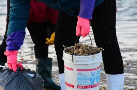 捡完海肠又捡蛏子!烟台海滩大风不断送来“海货”,一晚能赚2万休闲区蓝鸢梦想 - Www.slyday.coM 捡完海肠又捡蛏子!烟台海滩大风不断送来“海货”,一晚能赚2万休闲区蓝鸢梦想 - Www.slyday.coM