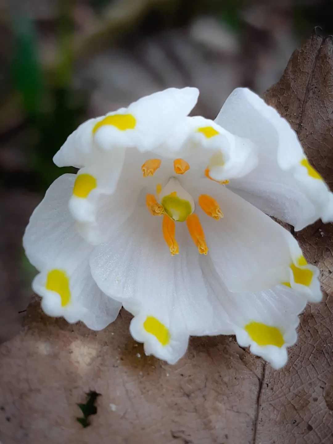 雪片莲夏雪片莲和雪滴花的区别可耐零下十多度低温的球根植物