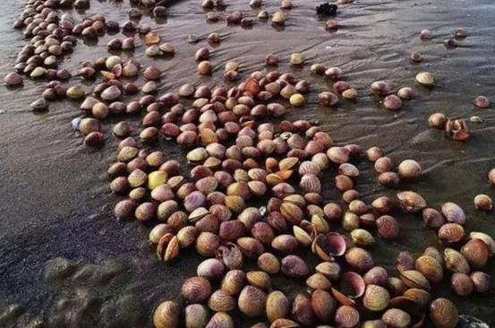 捡完海肠又捡蛏子!烟台海滩大风不断送来“海货”,一晚能赚2万休闲区蓝鸢梦想 - Www.slyday.coM 捡完海肠又捡蛏子!烟台海滩大风不断送来“海货”,一晚能赚2万休闲区蓝鸢梦想 - Www.slyday.coM