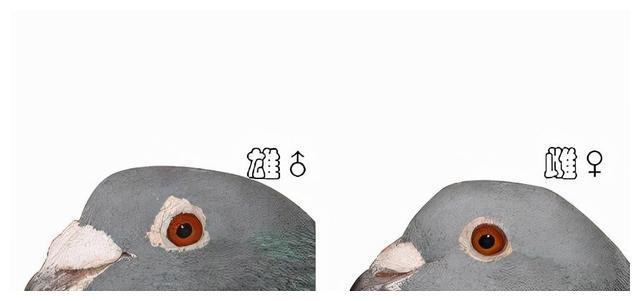 鸽子怎么区分公母图解图片