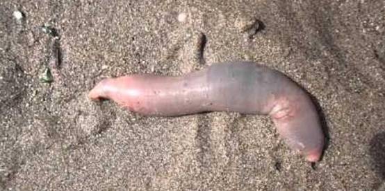 捡完海肠又捡蛏子!烟台海滩大风不断送来“海货”,一晚能赚2万休闲区蓝鸢梦想 - Www.slyday.coM 捡完海肠又捡蛏子!烟台海滩大风不断送来“海货”,一晚能赚2万休闲区蓝鸢梦想 - Www.slyday.coM