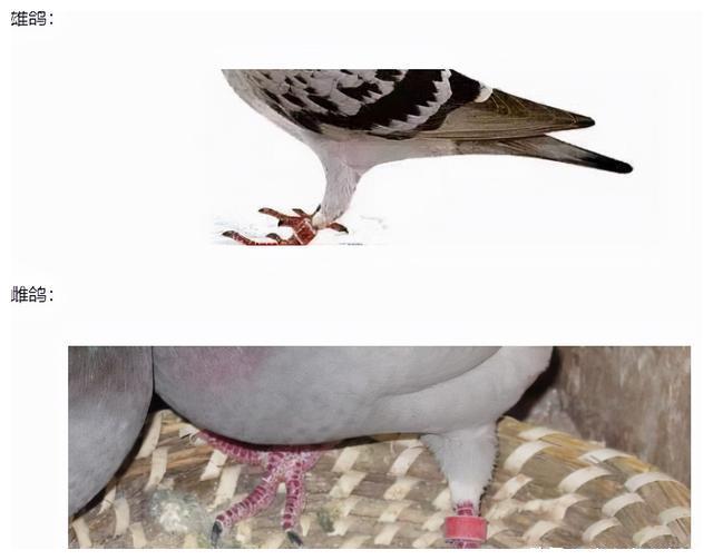 鸽子肛门分公母图解图片