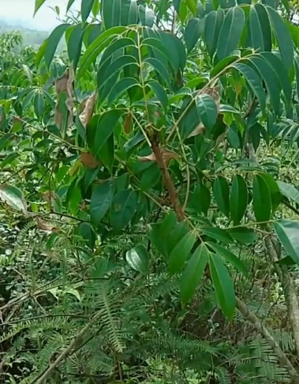 涂料|漆树|过敏_新浪新闻