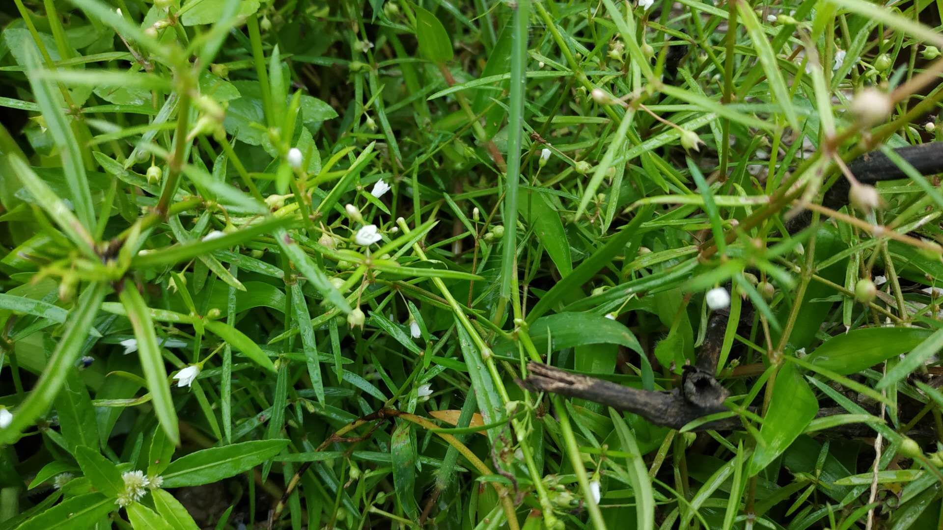 白花蛇舌草(白花蛇舌草半枝莲消除肿瘤)