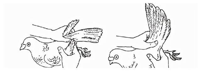 鸽子分公母的简单方法,只需看这三点,一眼就能分辨出来__财经头条