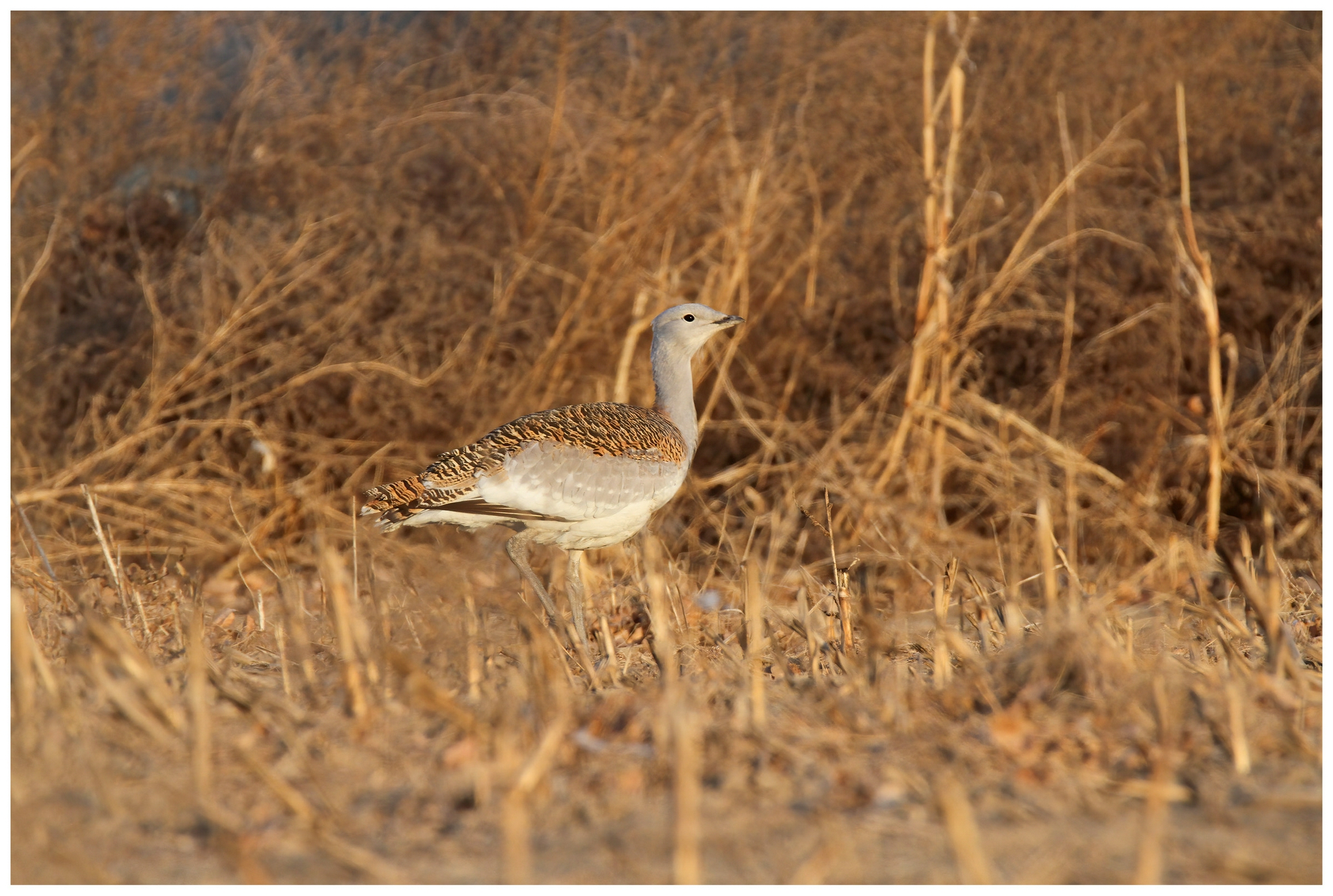 国家一级保护动物大鸨来通州过冬,志愿者在栖息地旁划出拍摄区|国家一