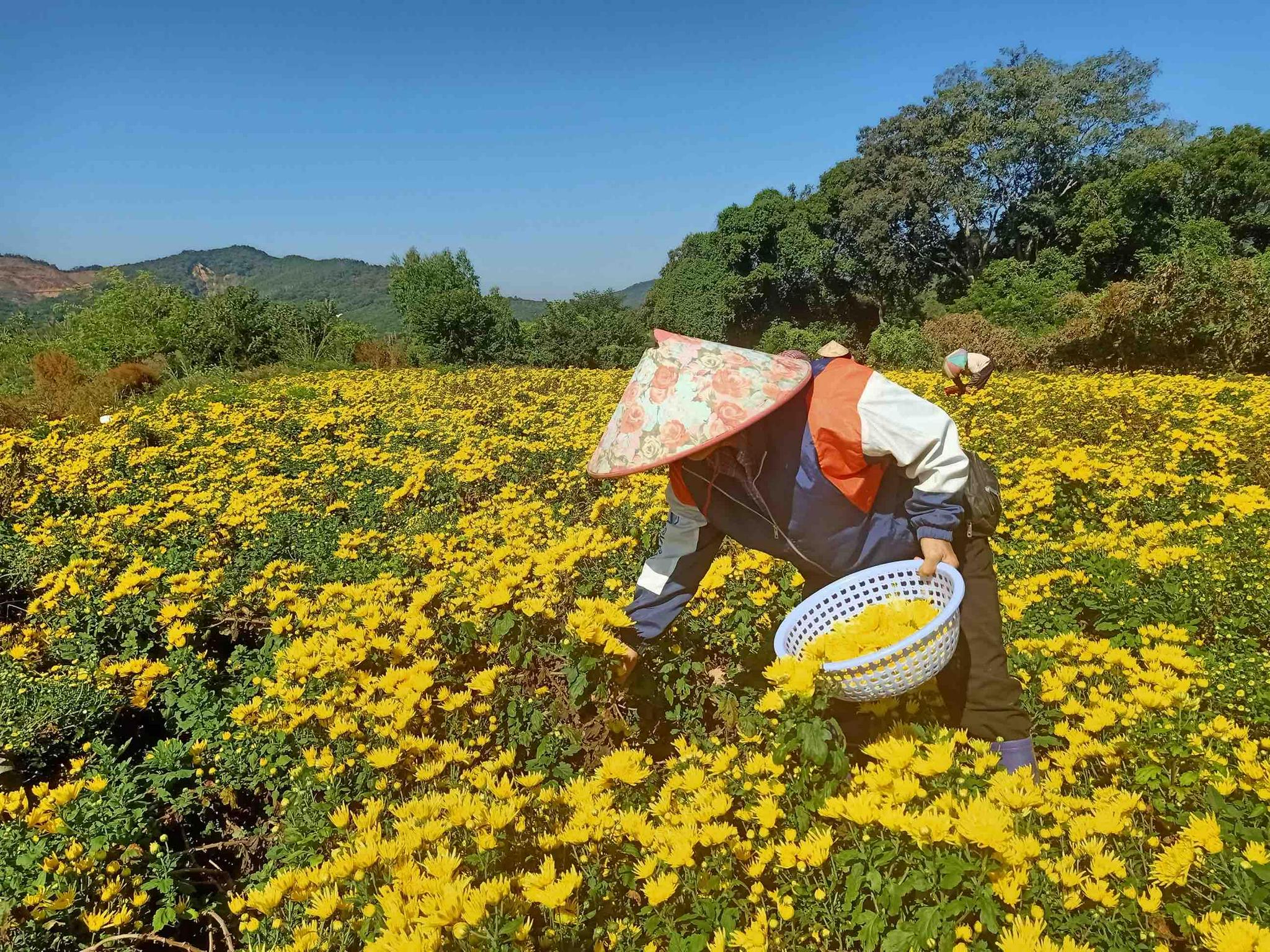 除了在农科所内种植有3亩金丝皇菊规范化标准试验地外,还在博罗县长宁
