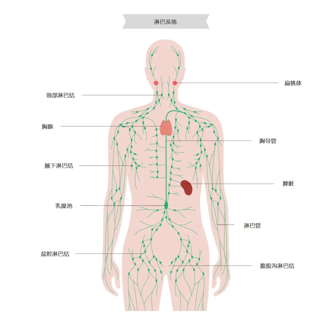 淋巴结肿大可能疼比不疼好这些部位摸一摸可自查