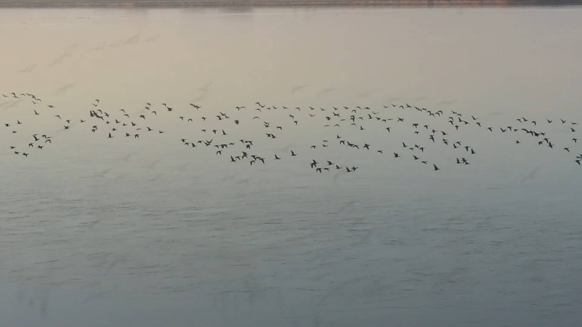 开封兰考黄河湿地保护区：南迁的大雁舞翩翩