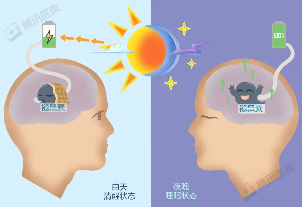 褪黑素是一种调节生物钟的激素,它会使人情绪低落,促进人们进入睡眠