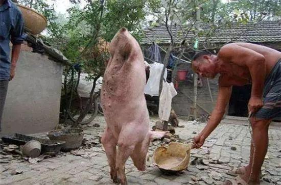 老汉养了一头两条腿的猪，有人出万元求购，却被老汉这样拒绝休闲区蓝鸢梦想 - Www.slyday.coM