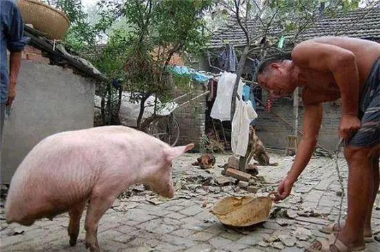 老汉养了一头两条腿的猪，有人出万元求购，却被老汉这样拒绝休闲区蓝鸢梦想 - Www.slyday.coM