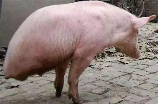 老汉养了一头两条腿的猪，有人出万元求购，却被老汉这样拒绝休闲区蓝鸢梦想 - Www.slyday.coM