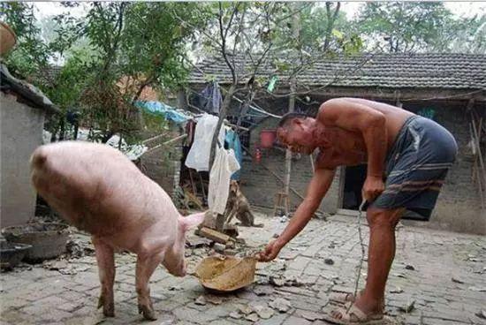 老汉养了一头两条腿的猪，有人出万元求购，却被老汉这样拒绝休闲区蓝鸢梦想 - Www.slyday.coM
