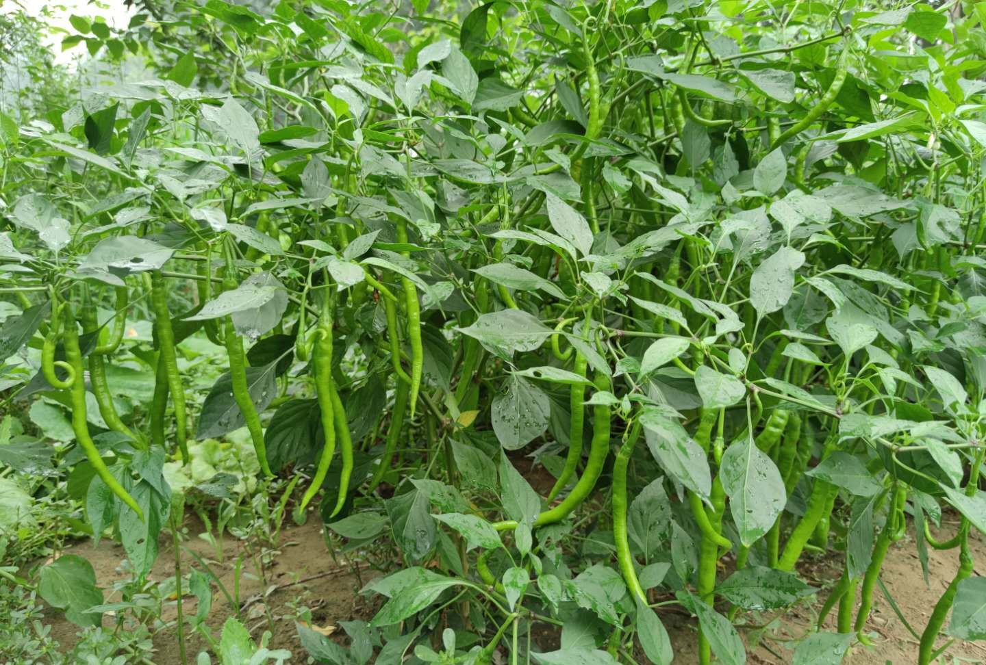 辣椒生长期,怎么施肥管理,能让辣椒高产,不早衰?