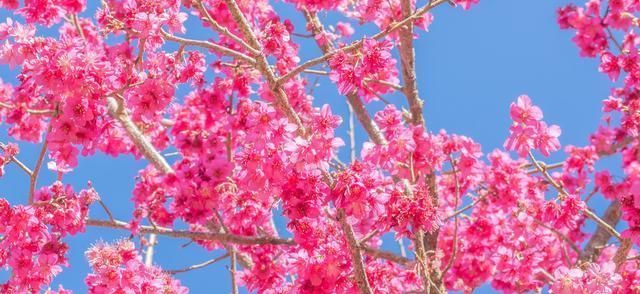 中国最美樱花高校在哪里?武大当仁不让,西安交大一枝独秀休闲区蓝鸢梦想 - Www.slyday.coM 中国最美樱花高校在哪里?武大当仁不让,西安交大一枝独秀休闲区蓝鸢梦想 - Www.slyday.coM