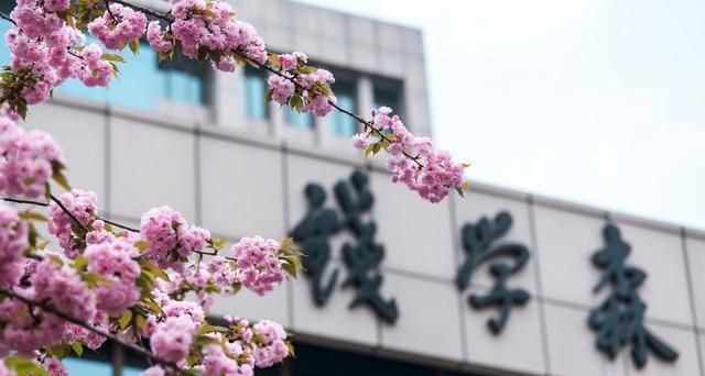 中国最美樱花高校在哪里?武大当仁不让,西安交大一枝独秀休闲区蓝鸢梦想 - Www.slyday.coM 中国最美樱花高校在哪里?武大当仁不让,西安交大一枝独秀休闲区蓝鸢梦想 - Www.slyday.coM