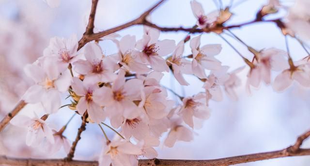 中国最美樱花高校在哪里?武大当仁不让,西安交大一枝独秀休闲区蓝鸢梦想 - Www.slyday.coM 中国最美樱花高校在哪里?武大当仁不让,西安交大一枝独秀休闲区蓝鸢梦想 - Www.slyday.coM