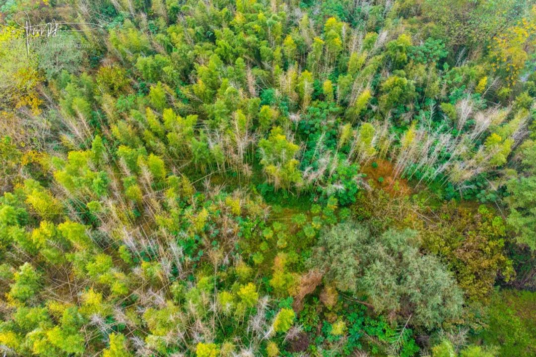 航拍北湖草荡在它的深处竟然发现一片风格独特的小竹林