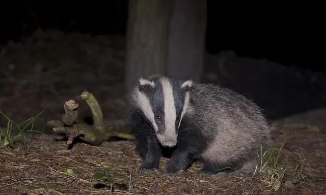 江苏盐城发现狗獾,能2秒击败一条蛇,为何说它是亚洲平头哥?休闲区蓝鸢梦想 - Www.slyday.coM 江苏盐城发现狗獾,能2秒击败一条蛇,为何说它是亚洲平头哥?休闲区蓝鸢梦想 - Www.slyday.coM