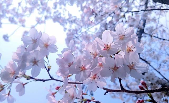 中国最美樱花高校在哪里?武大当仁不让,西安交大一枝独秀休闲区蓝鸢梦想 - Www.slyday.coM 中国最美樱花高校在哪里?武大当仁不让,西安交大一枝独秀休闲区蓝鸢梦想 - Www.slyday.coM